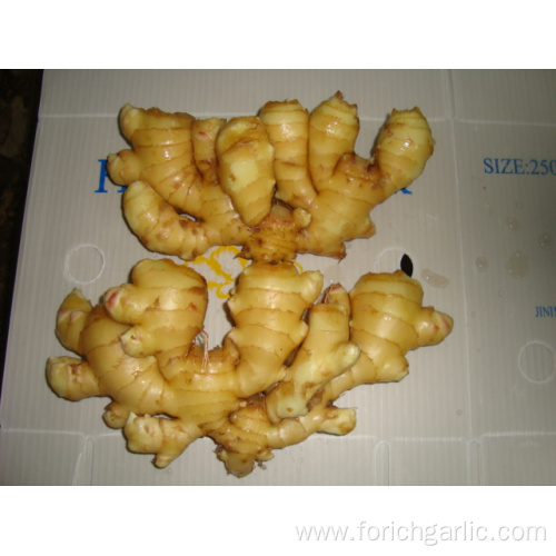 Different Sizes of Fresh Ginger In Different Packagings